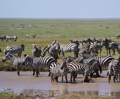 zebras